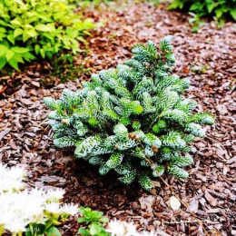 Пихта корейская Когоутс Айсбрекер