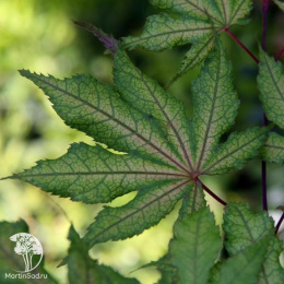 Клён пальмолистный Ака-шигитатсу-сава