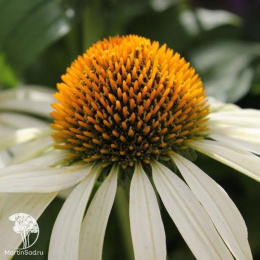 Эхинацея пурпурная белый микс