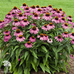Эхинацея пурпурная Примадонна Дип Роуз