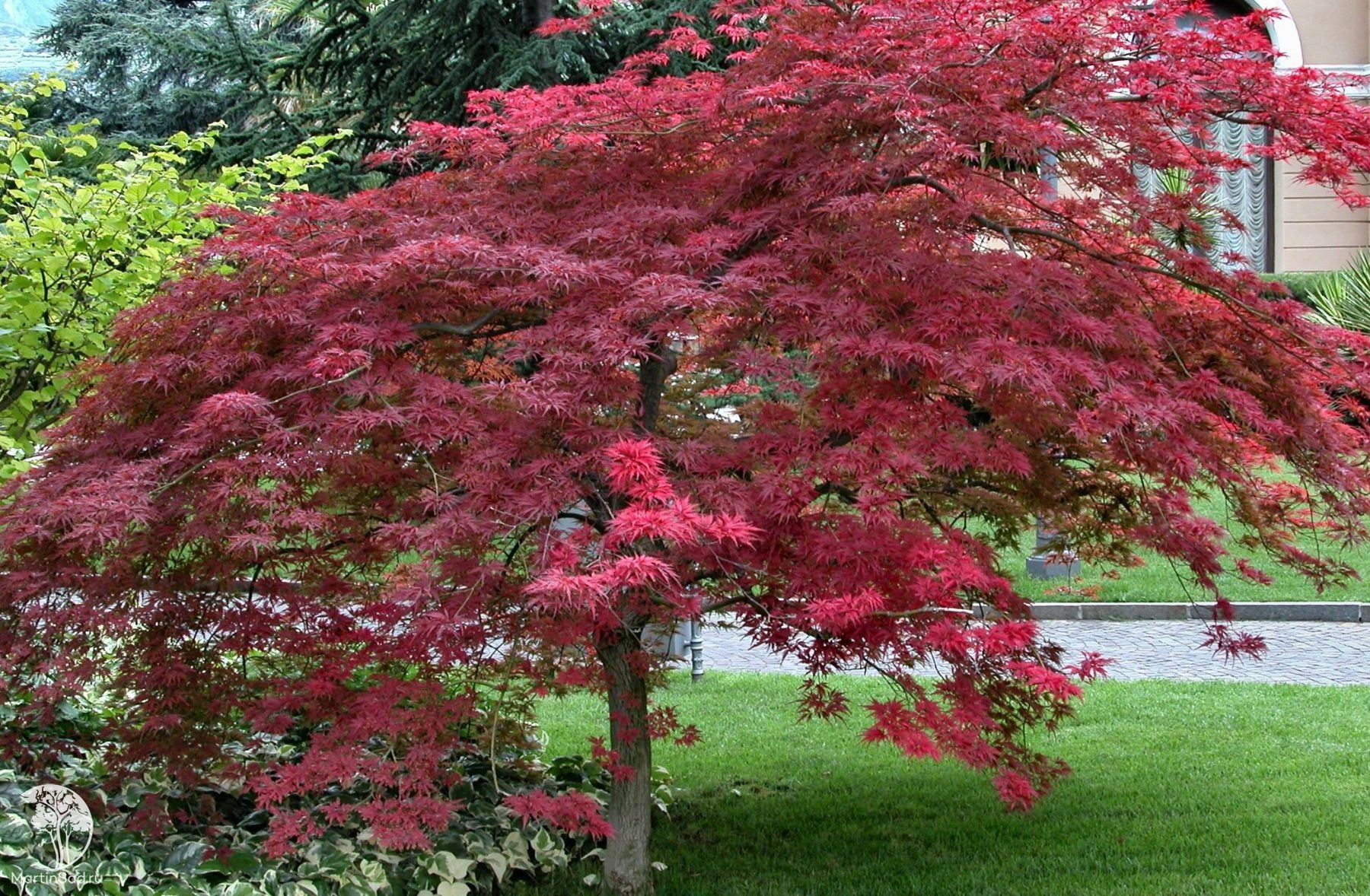 Декоративное растение деревья и кустарники. Клен Acer palmatum Atropurpureum. Клен дланевидный Атропурпуреум Acer palmatum Atropurpureum. Acer palmatum 'Atropurpureum' - klon palmowy. Клен (Acer Pal.) Atropurpureum.