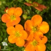 Лапчатка кустарниковая Оранжиссима фото 1 