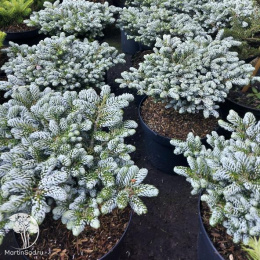 Пихта корейская Когоутс Айсбрекер