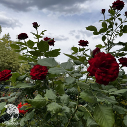 Роза чайно-гибридная Барбара на штамбе