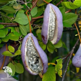 Акебия пятилисточковая Вариегата