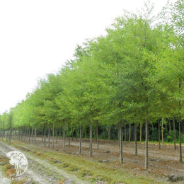 Ольха серая Лациниата