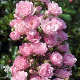 Роза полиантовая Зе Фейри