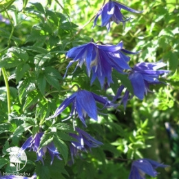 Клематис Лагун