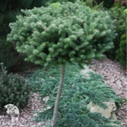 Пихта корейская Грин Карпет на штамбе