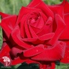 Роза чайно-гибридная Бургунд на штамбе фото 1 