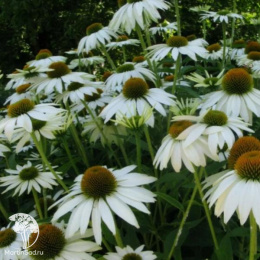 Эхинацея пурпурная Хеппи Стар