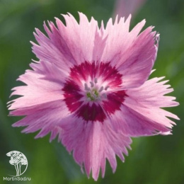 Гвоздика гратианополитанская Роуз Кварц