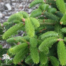 Пихта кефалинийская Мэерс Дварф