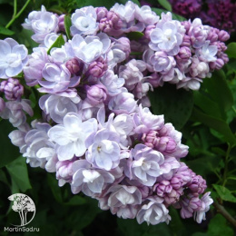 Сирень обыкновенная Михайло Ломоносов