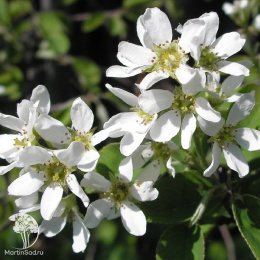 Ирга канадаская