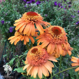 Эхинацея Суприм Канталупе