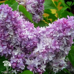 Сирень обыкновенная Надежда