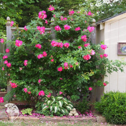 Роза канадская Уильям Баффин