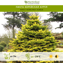 Пихта корейская Аурея