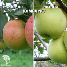 Фото Сверхвыгодный комплект! Яблоня Медуница + опылитель яблоня Антоновка