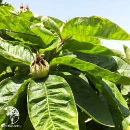 Мишмула германская Макрокарпа на штамбе