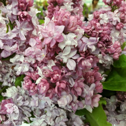 Сирень обыкновенная Олимпиада Колесникова