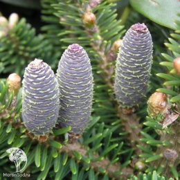 Пихта корейская Молли