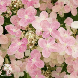 Гортензия метельчатая Полестар