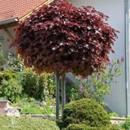 Клён остролистный Пурпур Глобе на штамбе