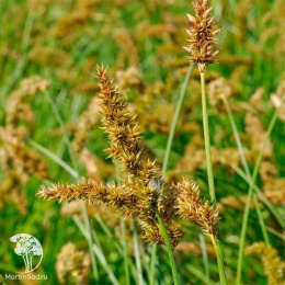 Осока гладконосая