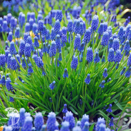 Гиацинт (Мускари) Армянский