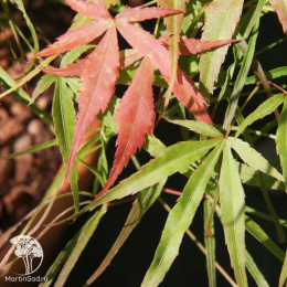 Клён веерный Вила Таранто