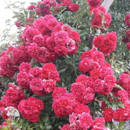 Роза плетистая Эксельза