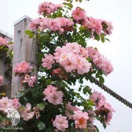 Роза Клэр Матин