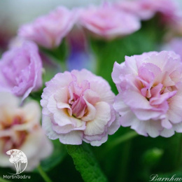 Примула Камайе