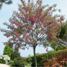 Робиния лжеакация Розовый каскад на штамбе