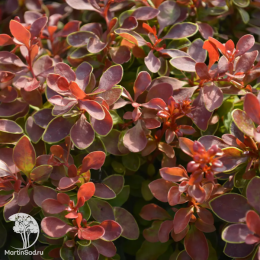 Барбарис тунберга Адмирейшн