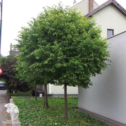 Липа мелколистная Грин Глоб на штамбе