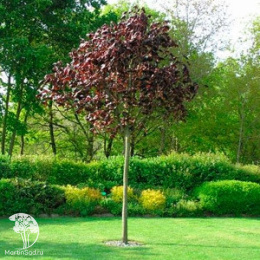 Клён остролистный Фассенз Блэк на штамбе