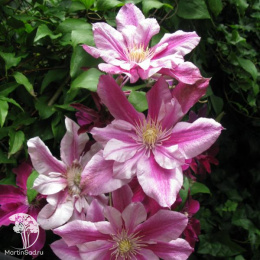 Клематис Патрисия Энн Фретвелл