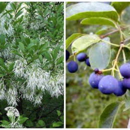 Снежноцвет (Хионантус) виргинский