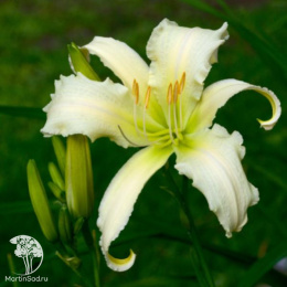 Лилейник Хевенли Энджел Айс