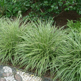 Осока ложноострая