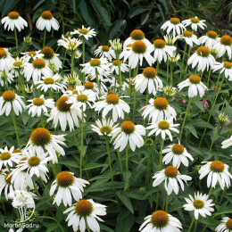 Эхинацея пурпурная Примадонна Вайт