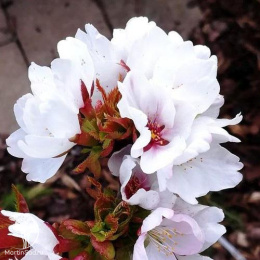 Сакура мелкопильчатая Литтл Джереми на штамбе