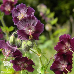 Герань темная Самобор