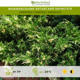 Можжевельник китайский Вариегата