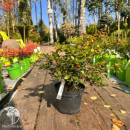 Барбарис бородавчатый