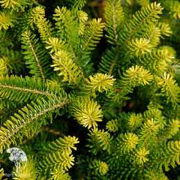 Пихта корейская Аурея