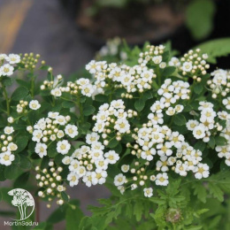 Спирея ниппонская Халвардс Сильвер